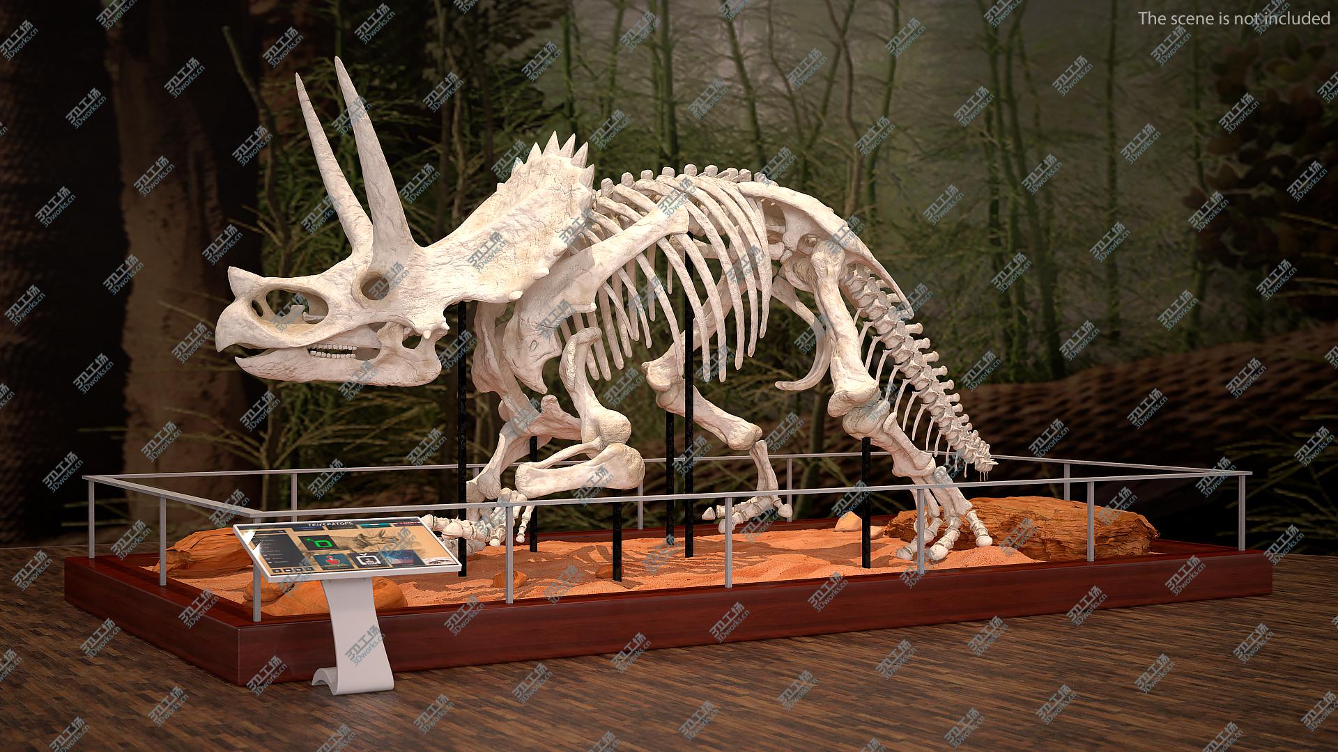 images/goods_img/2021040164/3D Triceratops Horridus Skeleton/5.jpg